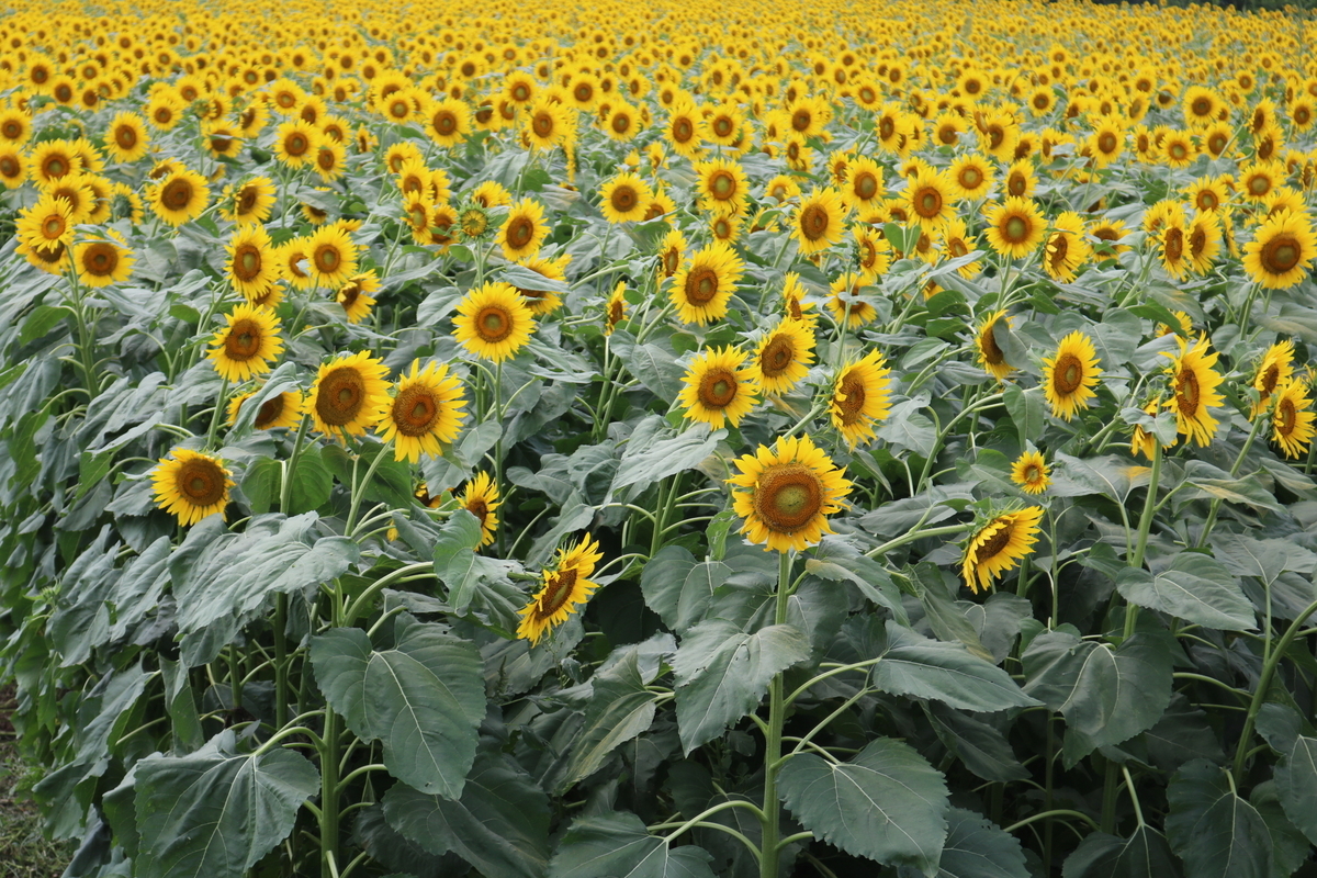 f:id:coden:20190822111130j:plain