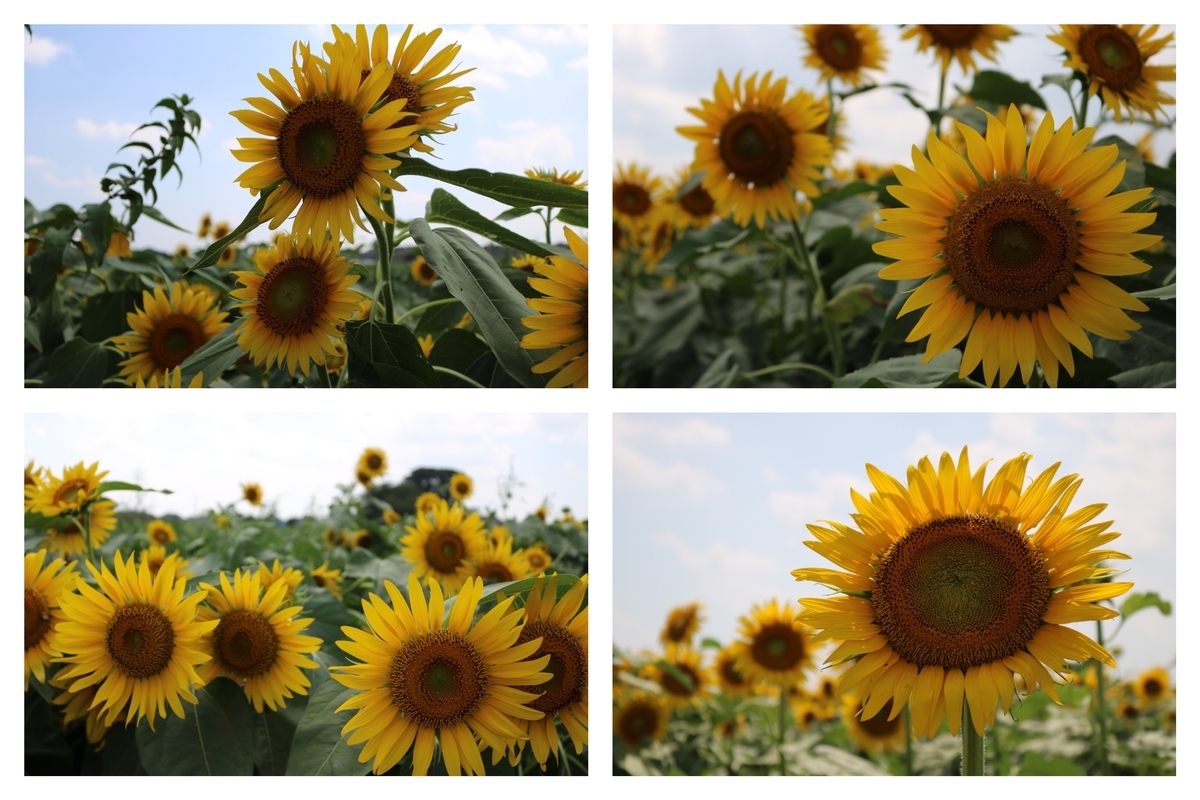 f:id:coden:20190822111745j:plain