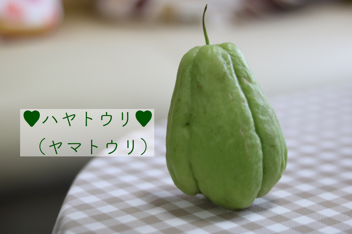 ハヤトウリ 隼人瓜 を初めて食べてみたよ こでんメモリ