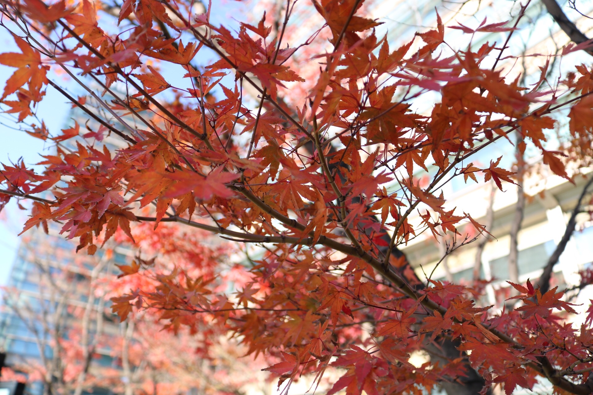 f:id:coden:20191217112901j:plain f:id:coden:20191217112901j:plain