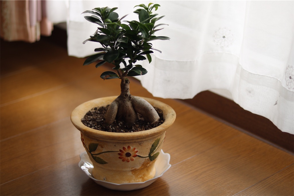 f:id:coden:20200204073016j:plain