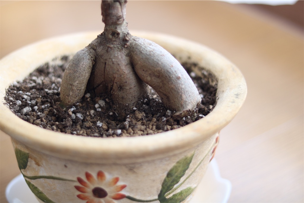 f:id:coden:20200204073019j:plain