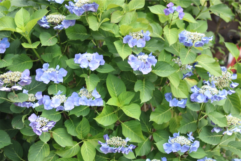 f:id:coden:20200628112848j:image