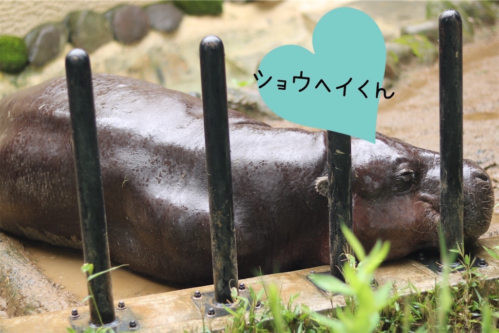 f:id:coden:20200702201248j:image