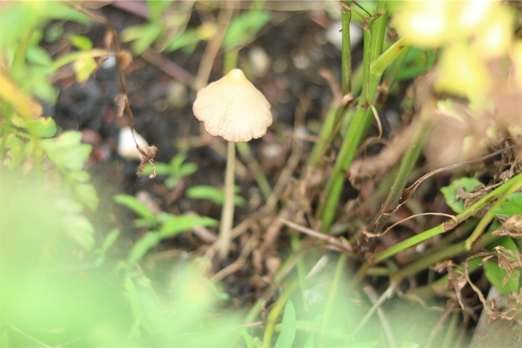 f:id:coden:20200710062500j:image f:id:coden:20200710062500j:image