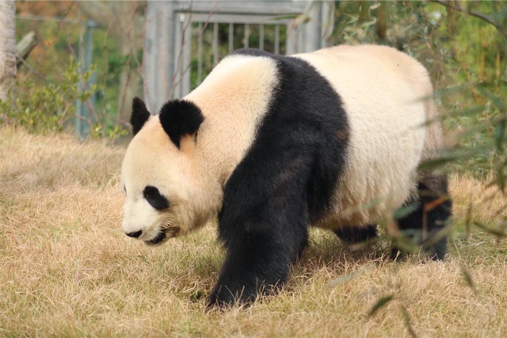 f:id:coden:20201216192312j:image