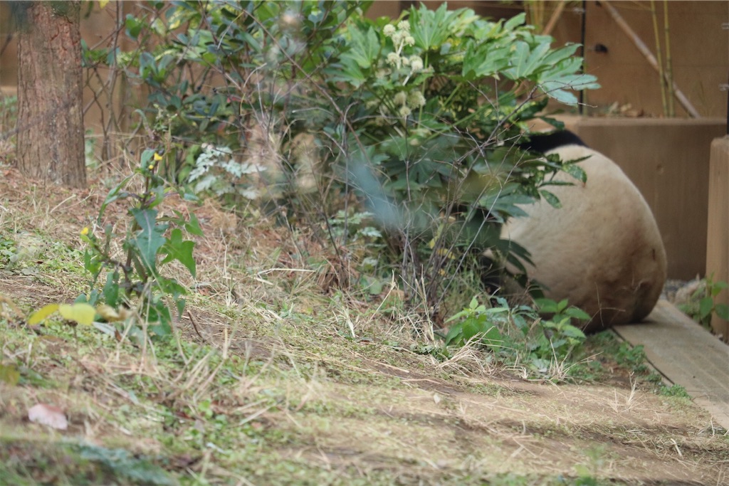 f:id:coden:20201216192316j:image