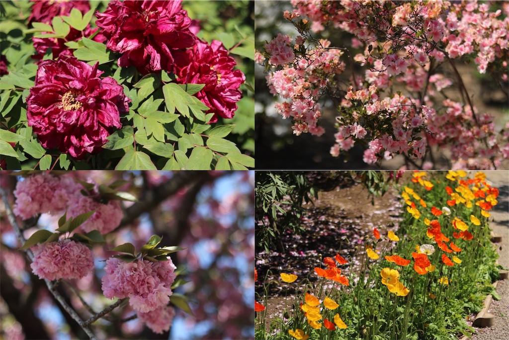 f:id:coden:20210425064243j:image f:id:coden:20210425064243j:image