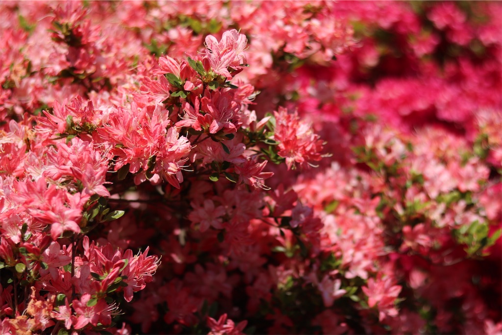 f:id:coden:20210425064330j:image f:id:coden:20210425064330j:image