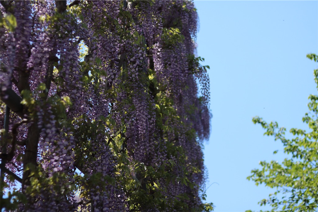 f:id:coden:20210425064411j:image f:id:coden:20210425064411j:image