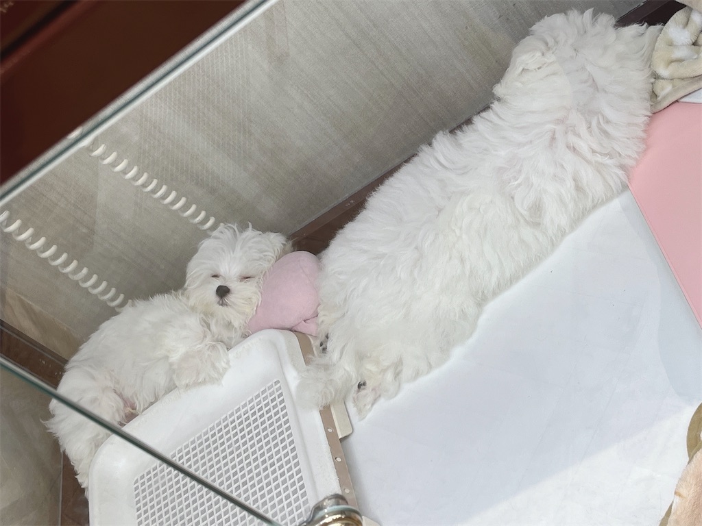 f:id:coden:20220420195025j:image