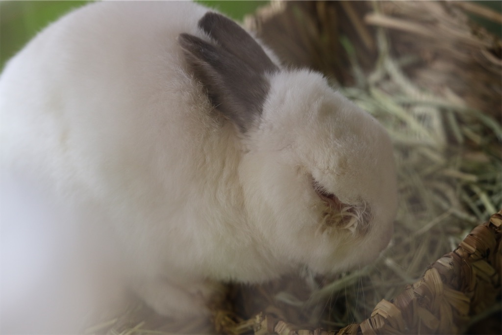 f:id:coden:20220505145317j:image f:id:coden:20220505145317j:image