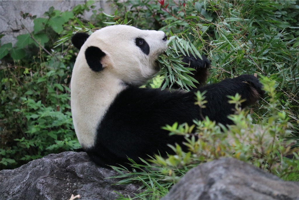 f:id:coden:20221005181659j:image f:id:coden:20221005181659j:image