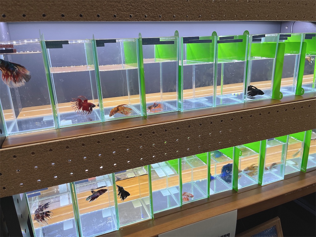 f:id:coden:20221010090836j:image