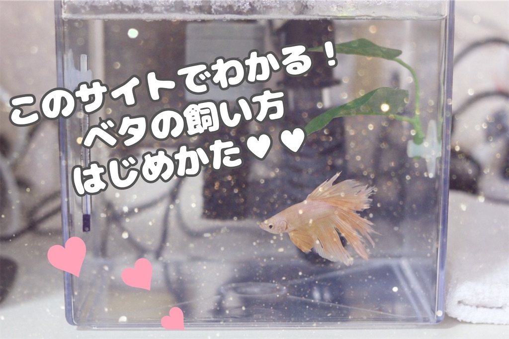 f:id:coden:20221019125741j:image f:id:coden:20221019125741j:image