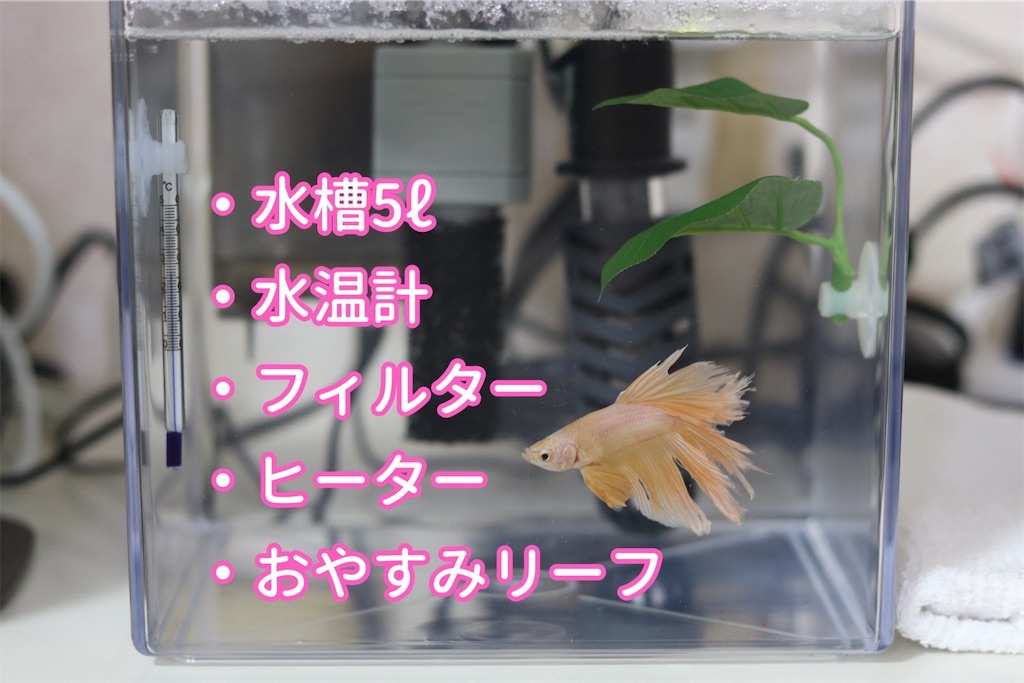 f:id:coden:20221019125804j:image f:id:coden:20221019125804j:image