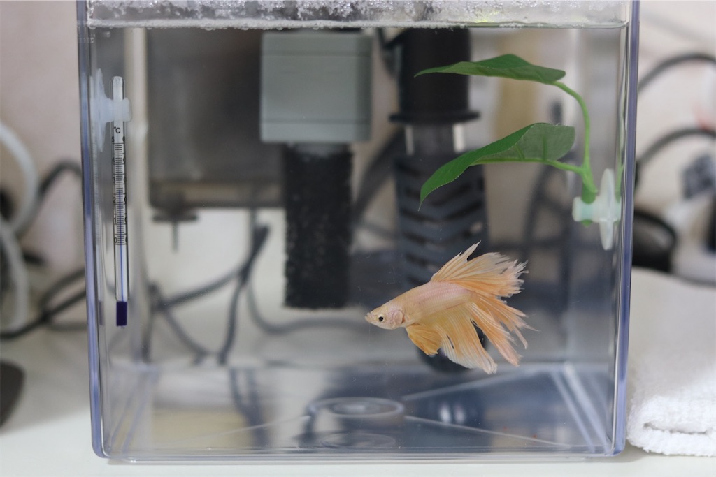 f:id:coden:20221019160034j:image f:id:coden:20221019160034j:image