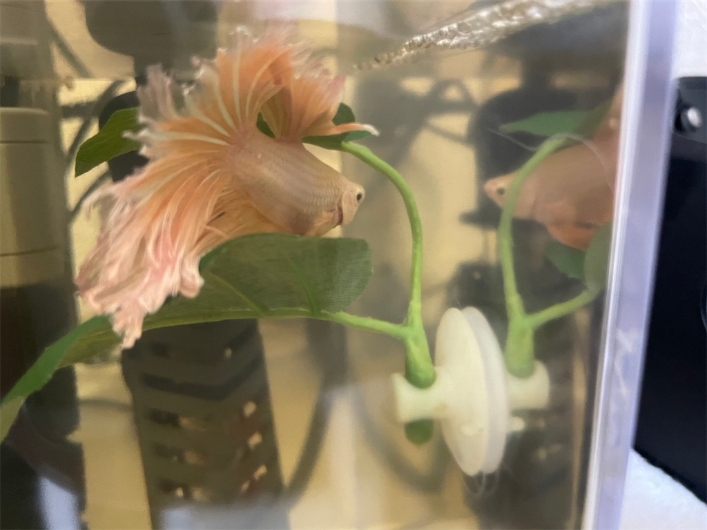 f:id:coden:20230313150523j:image f:id:coden:20230313150523j:image