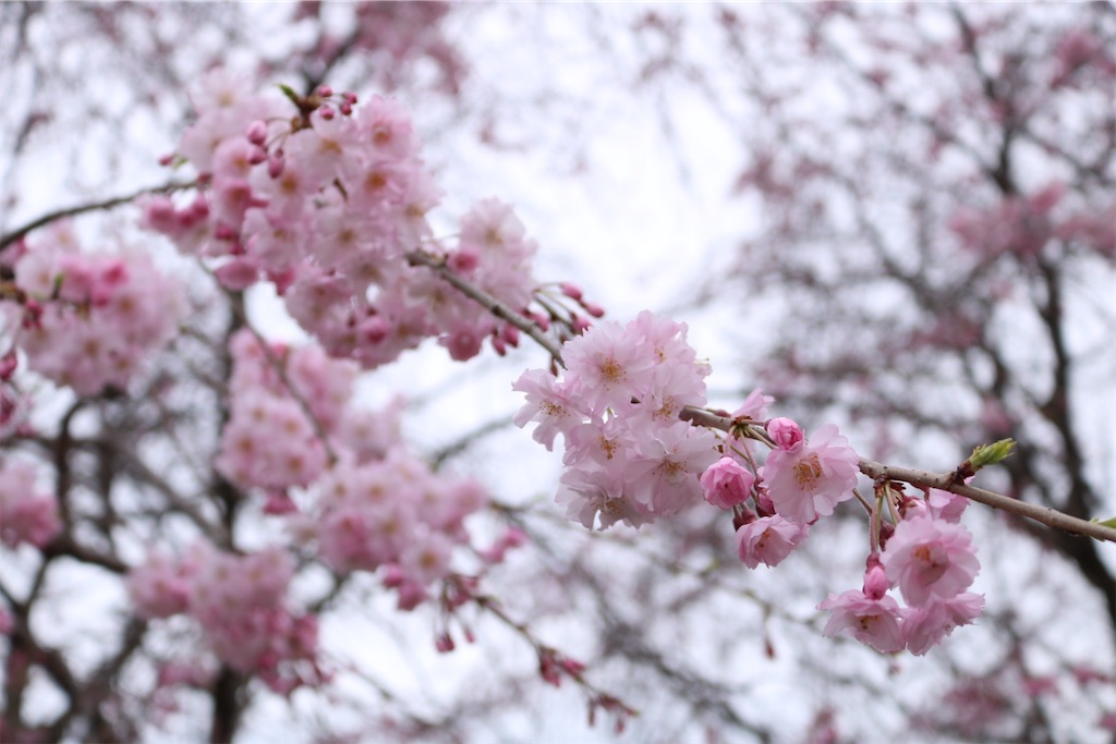 f:id:coden:20230322153913j:image f:id:coden:20230322153913j:image