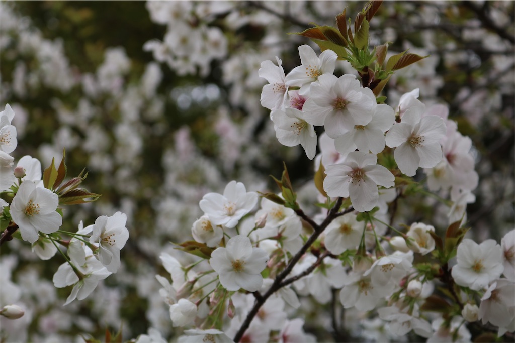 f:id:coden:20230322153919j:image f:id:coden:20230322153919j:image