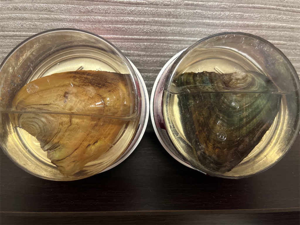 f:id:coden:20230506080921j:image f:id:coden:20230506080921j:image