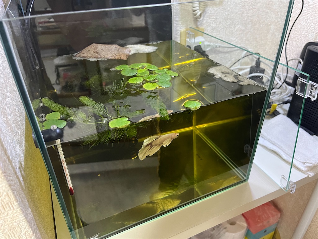 f:id:coden:20241105144741j:image f:id:coden:20241105144741j:image