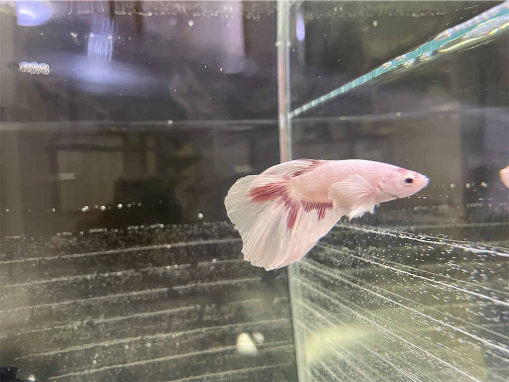 f:id:coden:20241105144744j:image f:id:coden:20241105144744j:image