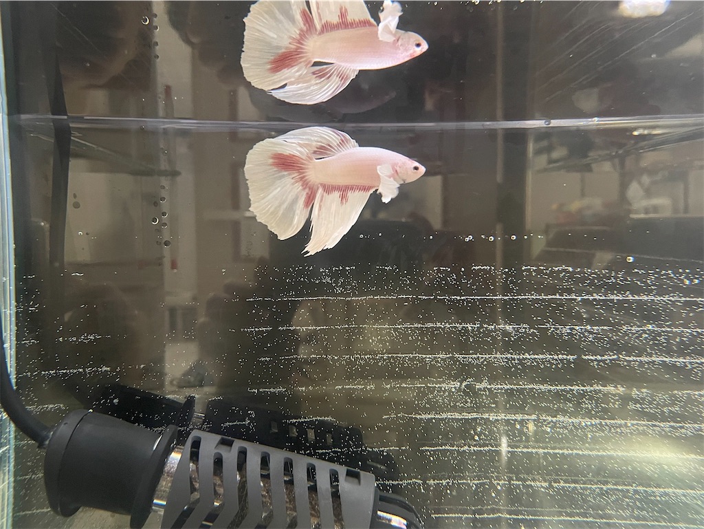 f:id:coden:20241105144754j:image f:id:coden:20241105144754j:image