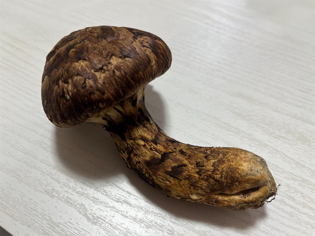 f:id:coden:20241105145752j:image f:id:coden:20241105145752j:image