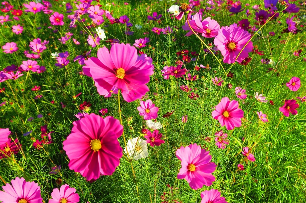 f:id:codyrun:20181105162737j:image