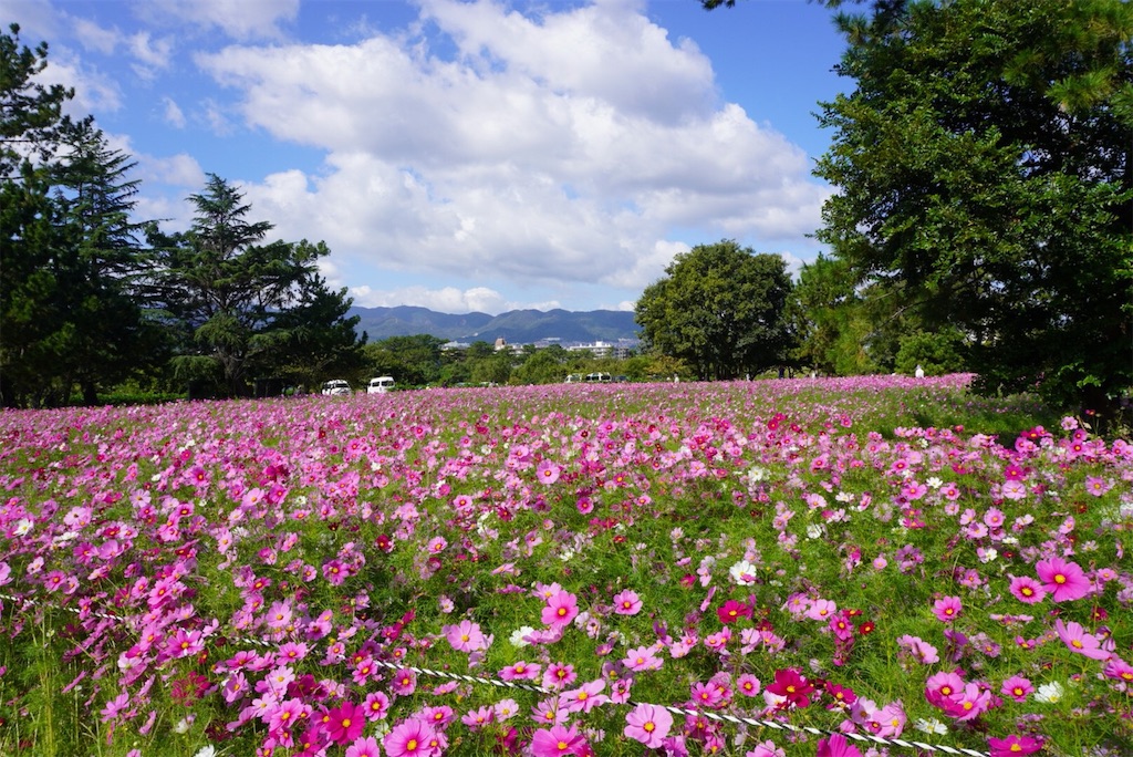 夙川朝ランと武庫川のコスモス園 武庫川髭の渡しコスモス園 らんぽた 趣味のえとせとら Run Pottering And So On