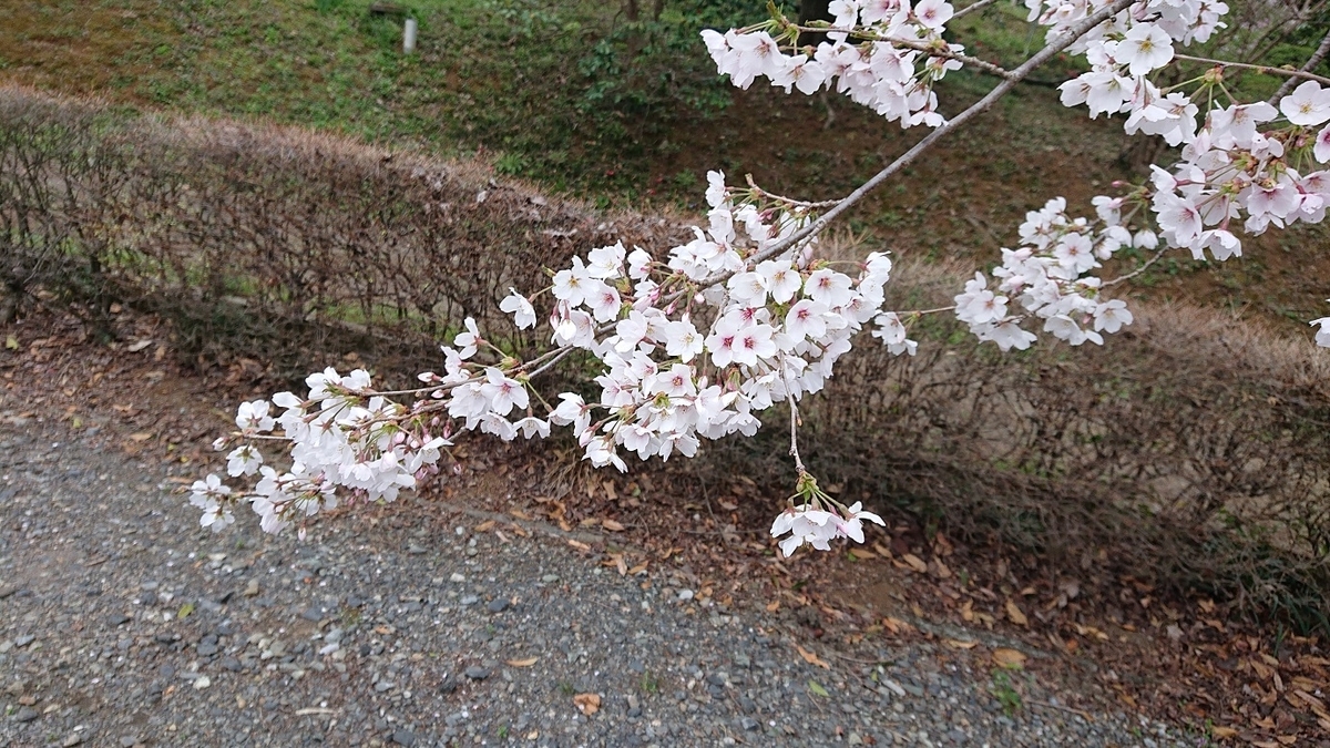 f:id:coedowalk:20210328200129j:plain