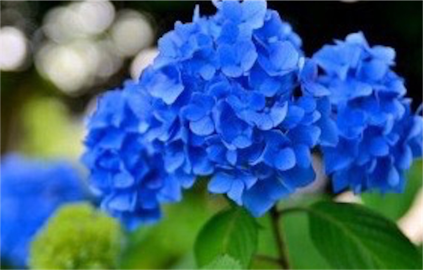 f:id:coelho967:20170625182147j:image f:id:coelho967:20170625182147j:image