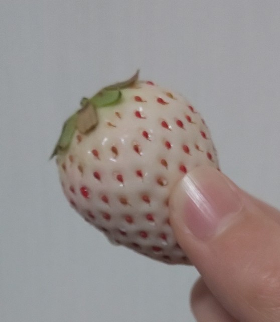 f:id:coffee-y:20190223160954j:image