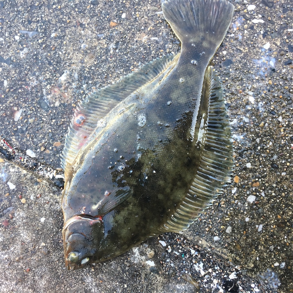 1 1千葉港でカレイ釣り 珈琲屋さんの釣り日記