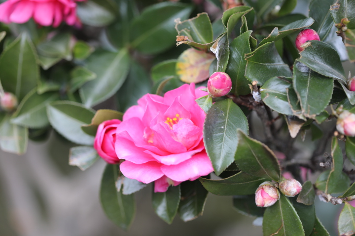 山茶花(サザンカ) - coffeebreak2’s blog
