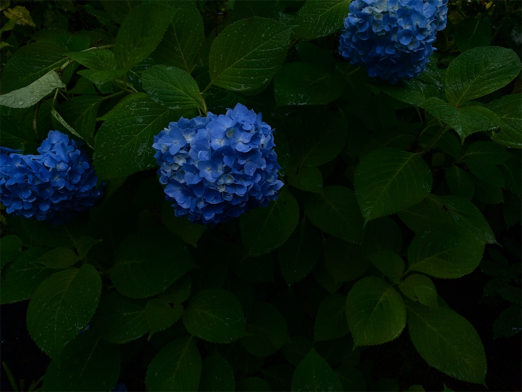 f:id:coffeedaily:20200619205935j:image