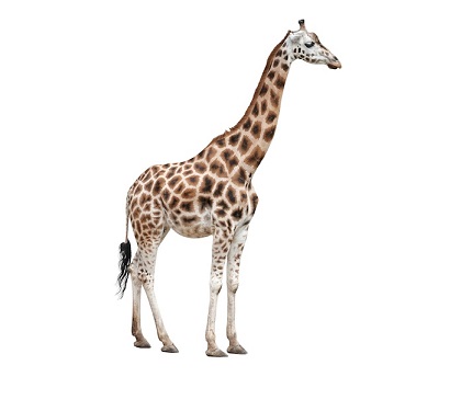 f:id:coffeedog:20090804000000j:plain f:id:coffeedog:20090804000000j:plain