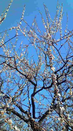 f:id:coffeemill:20090221163000j:image:h300