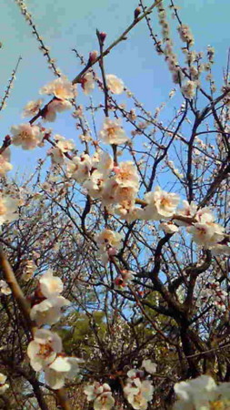 f:id:coffeemill:20090221164600j:image:h300
