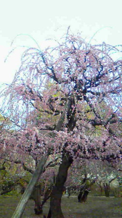 f:id:coffeemill:20090221164800j:image:h300