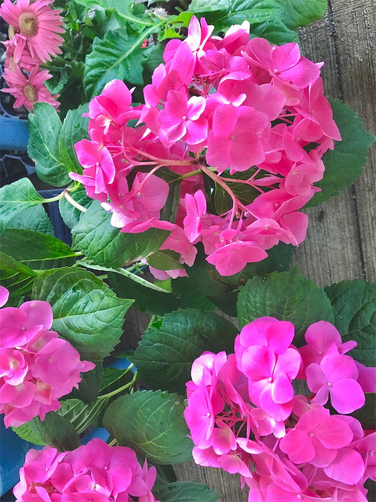 f:id:coffeenyellow:20180705094647j:image