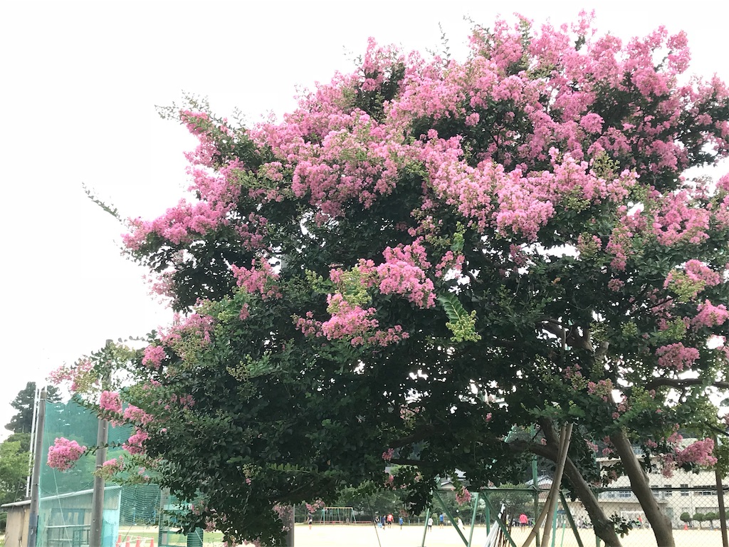 f:id:coffeenyellow:20180731102911j:image