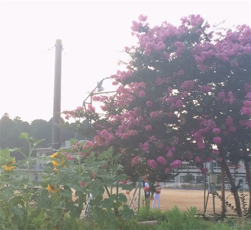 f:id:coffeenyellow:20180731105422j:image