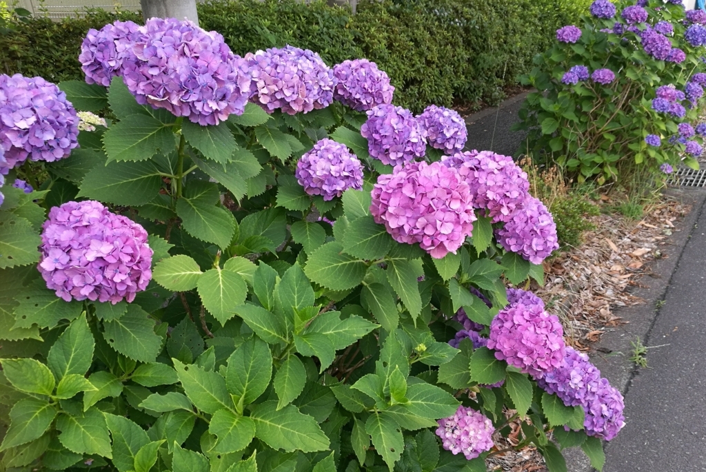 f:id:coffeesofa:20180613105119j:plain f:id:coffeesofa:20180613105119j:plain