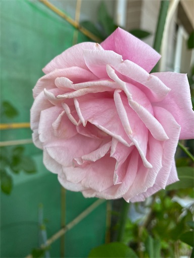 f:id:coffret11x:20210724234639j:image