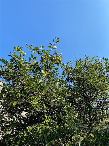 f:id:coffret11x:20211028200037j:image