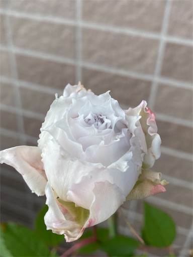 f:id:coffret11x:20211229135804j:image