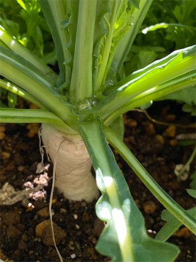 f:id:coffret11x:20220218165623j:image f:id:coffret11x:20220218165623j:image