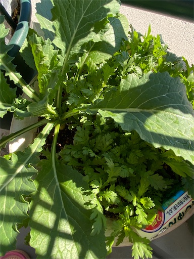 f:id:coffret11x:20220218165656j:image f:id:coffret11x:20220218165656j:image